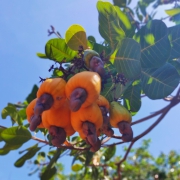 It's time for the cashew tree to bear fruit. Visiting cocoa garden combined with learning about cashew trees.